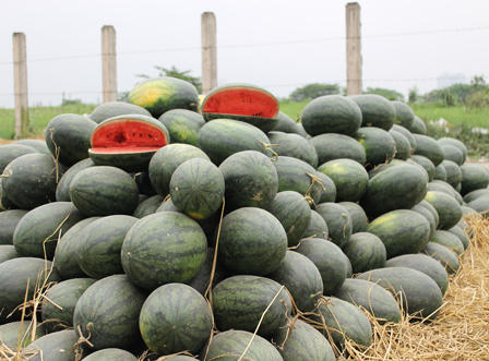 Dưa hấu “mắc kẹt", bán rẻ như cho